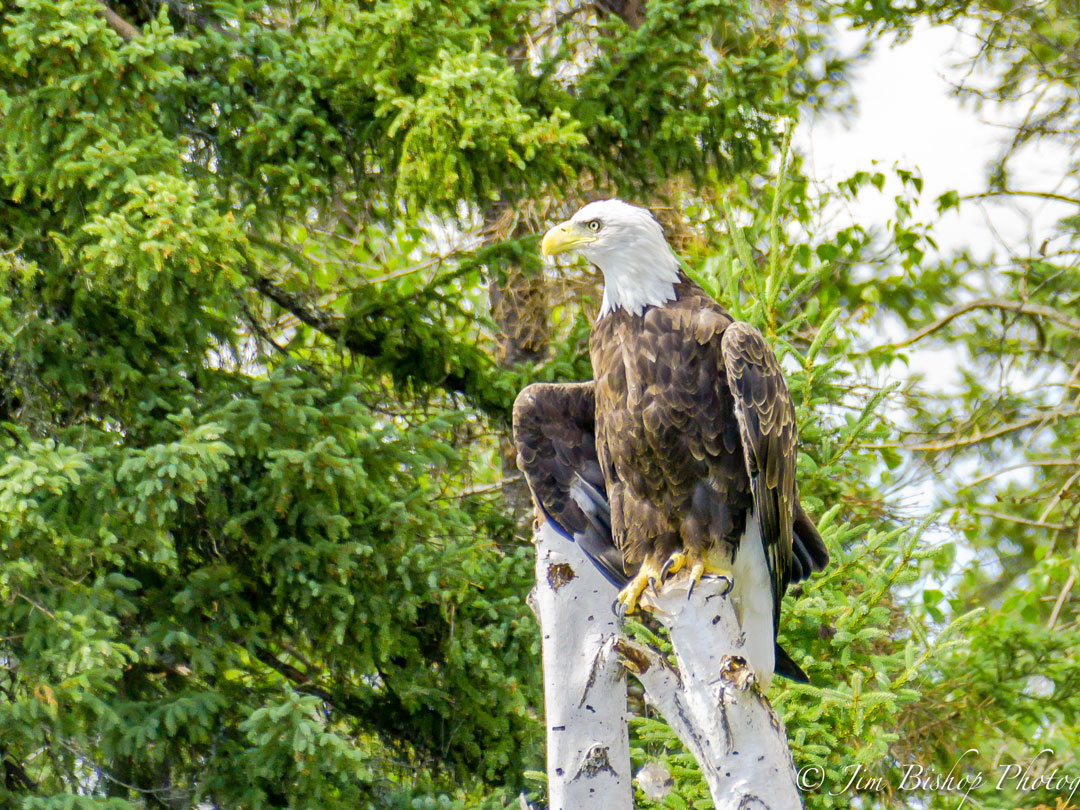 Bald Eagle Seen on Utik Lake - North Haven Resort