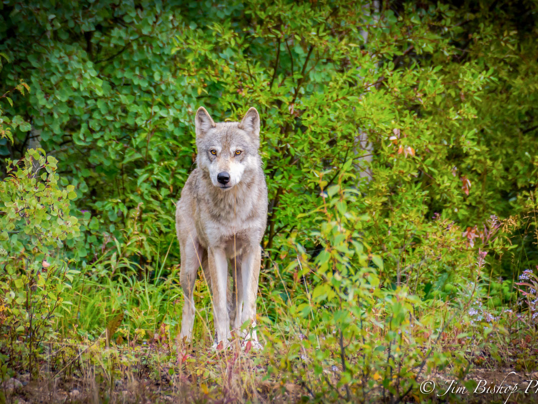 Wolf Seen on Utik Lake - North Haven Resort