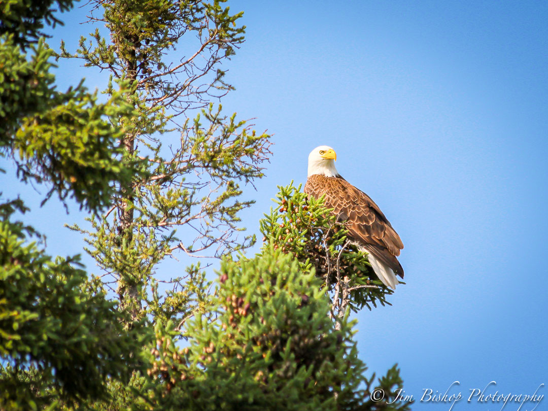 Bald Eagle on Utik Lake, Manitoba - North Haven Resort