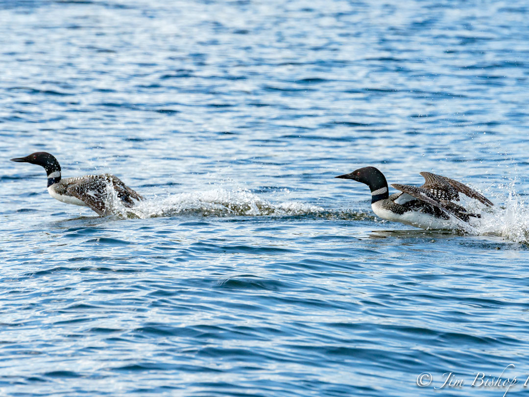 Loons - Wildlife at North Haven Resort on Utik Lake, MB