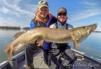 Northern Pike caught at North Haven Resort by Dennis